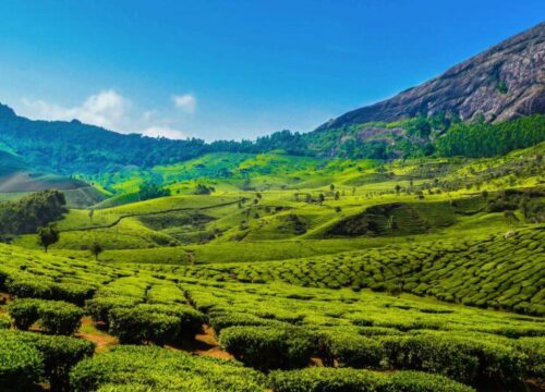 Love Blooms In Kerala - Munnar and Alleppey Honeymoon Delights